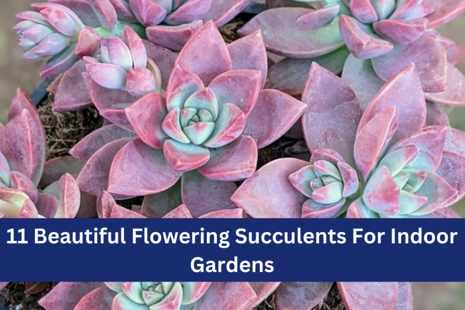 11 Beautiful Flowering Succulents For Indoor Gardens