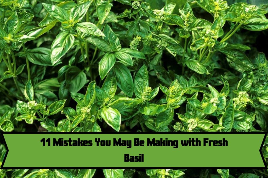 11 Mistakes You May Be Making with Fresh Basil