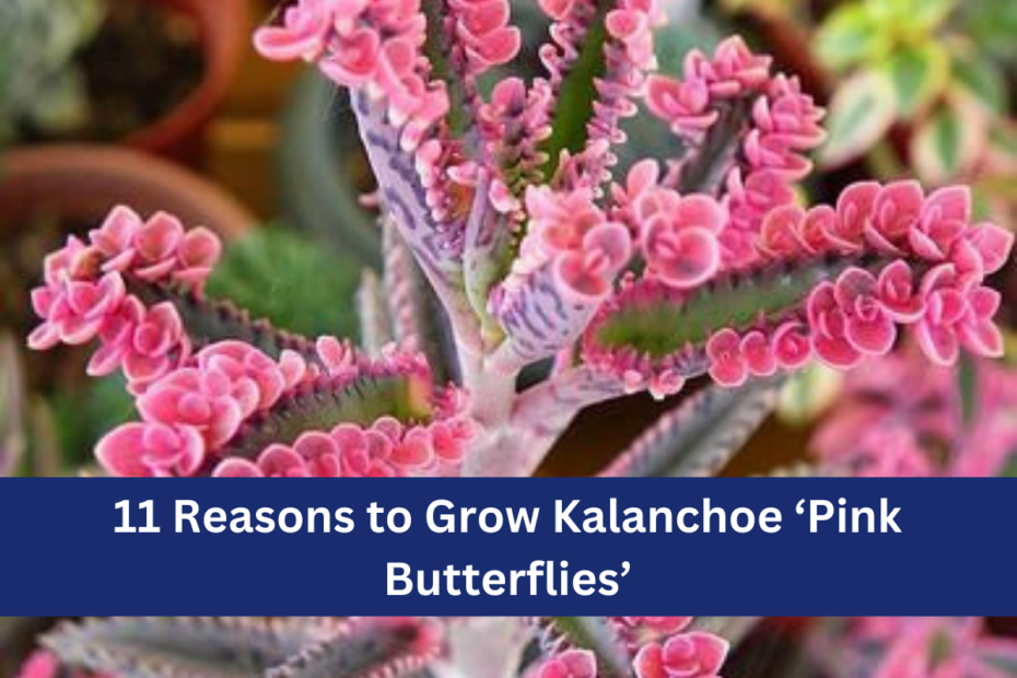 11 Reasons to Grow Kalanchoe ‘Pink Butterflies’