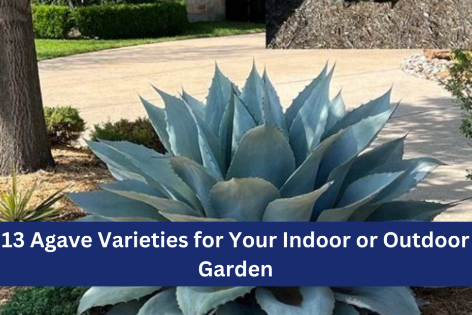 13 Agave Varieties for Your Indoor or Outdoor Garden