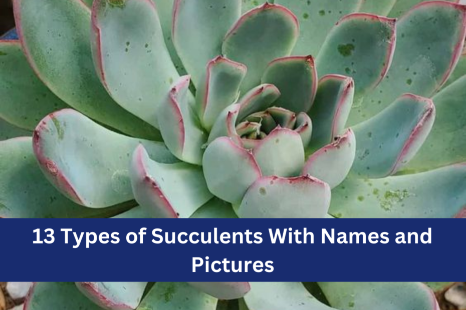 13 Types of Succulents With Names and Pictures