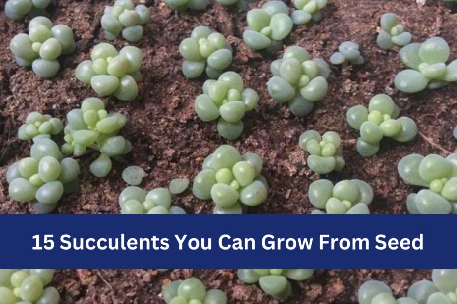 15 Succulents You Can Grow From Seed