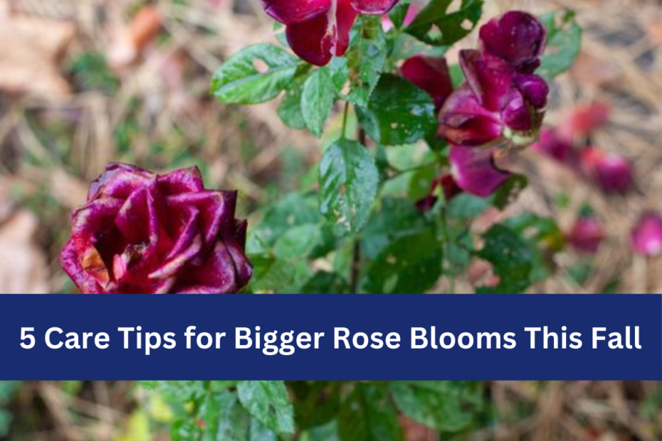 5 Care Tips for Bigger Rose Blooms This Fall