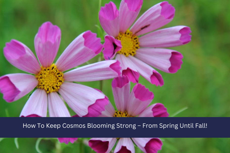 How To Keep Cosmos Blooming Strong – From Spring Until Fall!