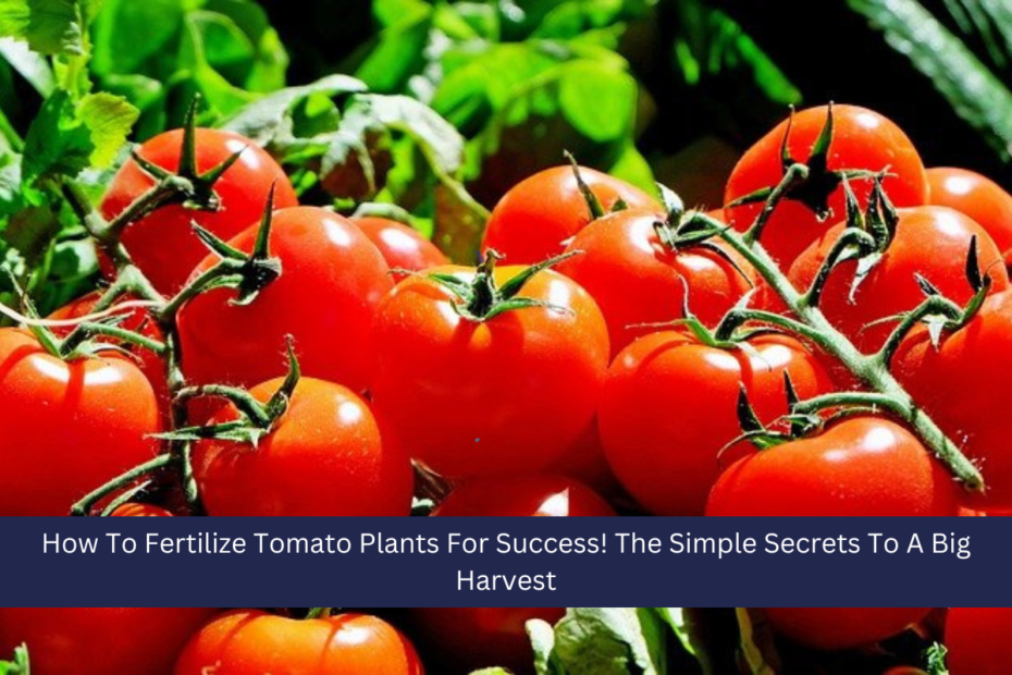 How To Fertilize Tomato Plants For Success! The Simple Secrets To A Big Harvest