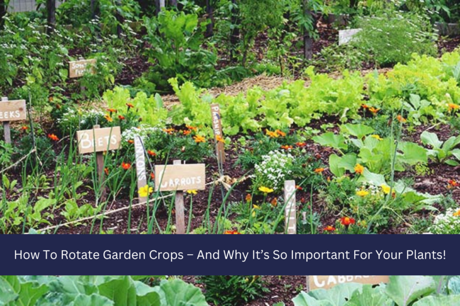 How To Rotate Garden Crops – And Why It’s So Important For Your Plants!