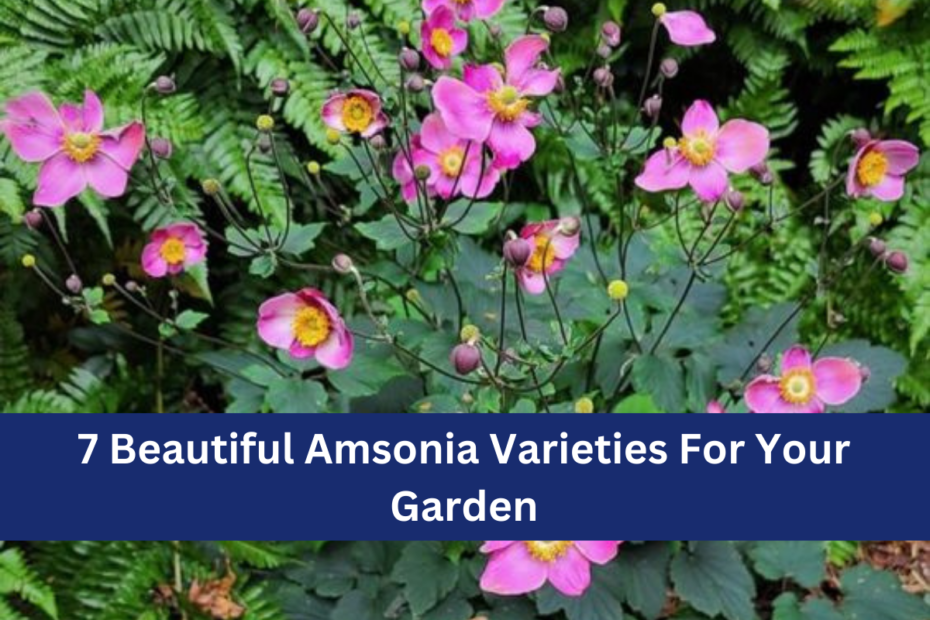 7 Beautiful Amsonia Varieties For Your Garden