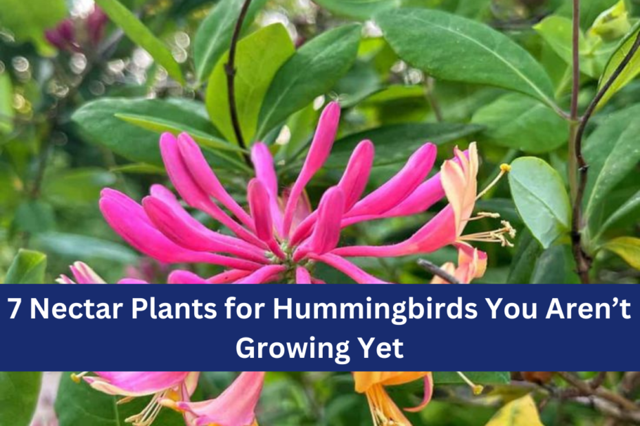 7 Nectar Plants for Hummingbirds You Aren’t Growing Yet