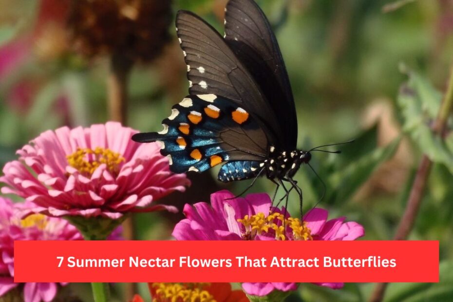 7 Summer Nectar Flowers That Attract Butterflies