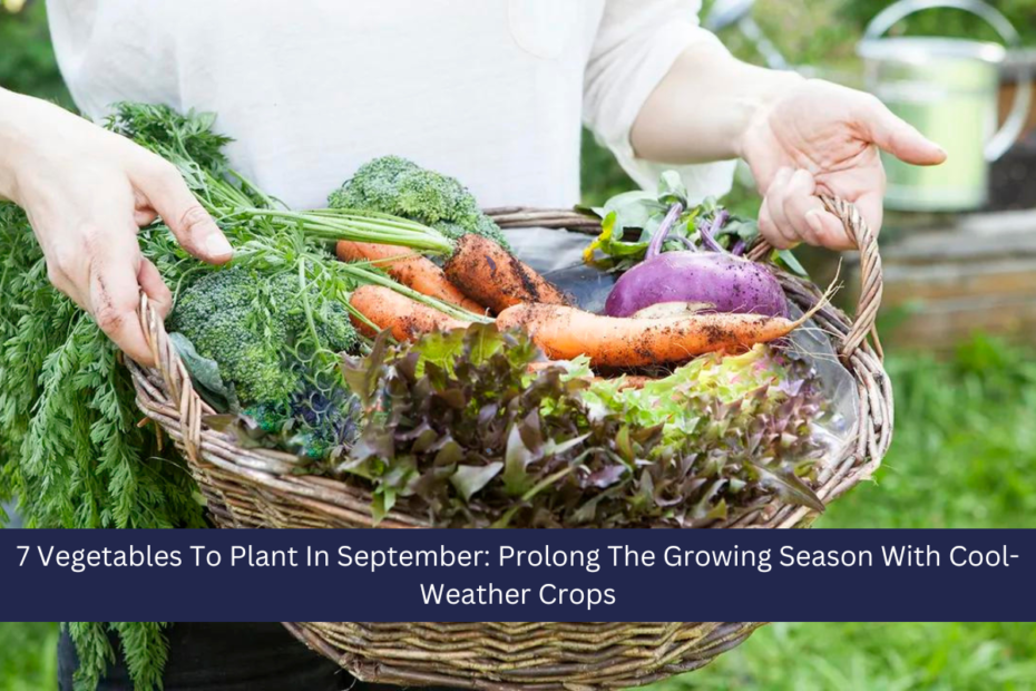 7 Vegetables To Plant In September: Prolong The Growing Season With Cool-Weather Crops