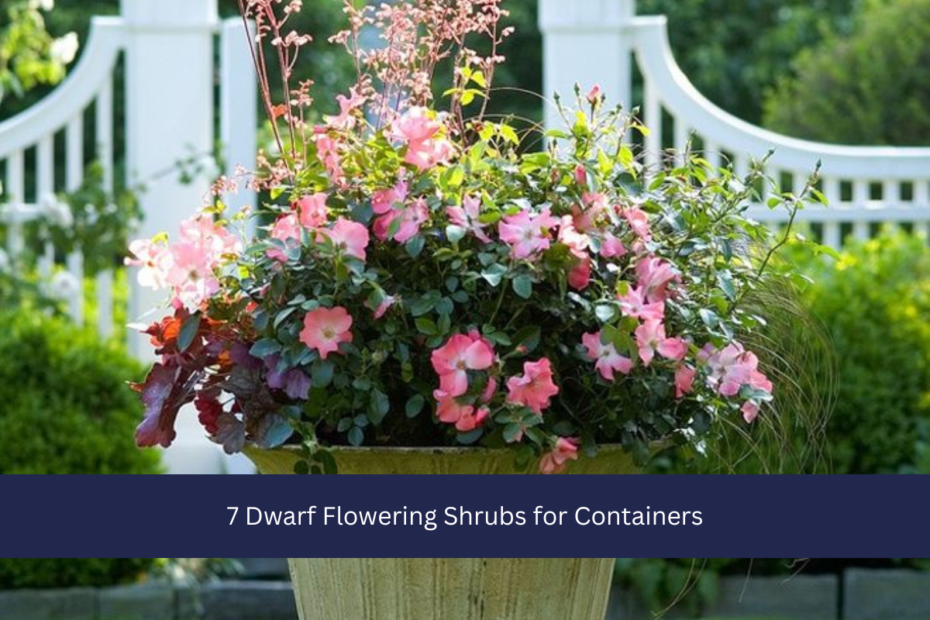 7 Dwarf Flowering Shrubs for Containers