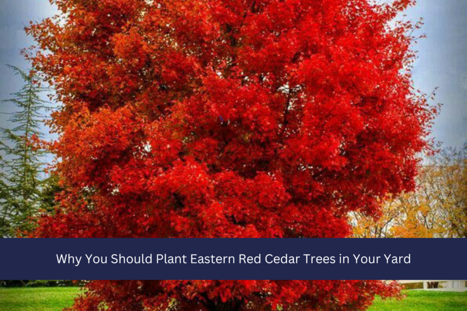 Why You Should Plant Eastern Red Cedar Trees in Your Yard