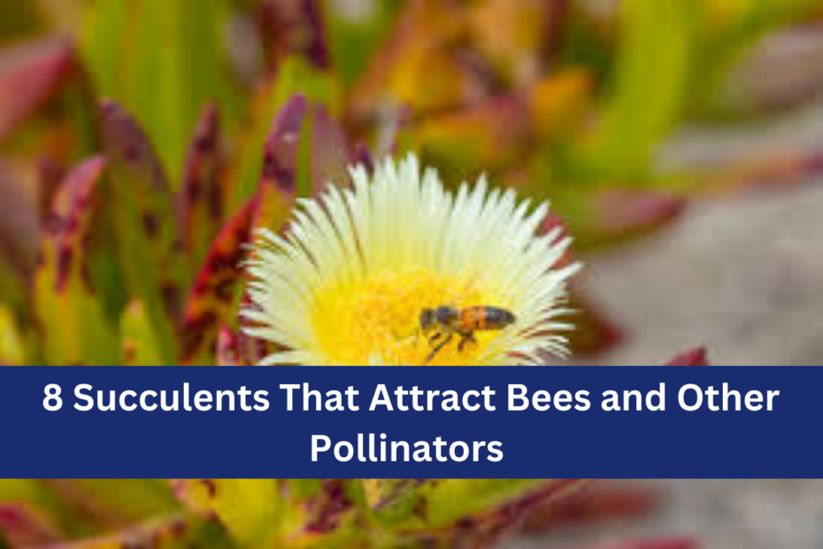 8 Succulents That Attract Bees and Other Pollinators