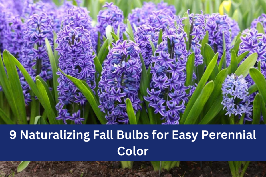 9 Naturalizing Fall Bulbs for Easy Perennial Color