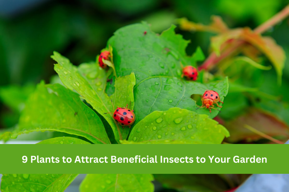 9 Plants to Attract Beneficial Insects to Your Garden