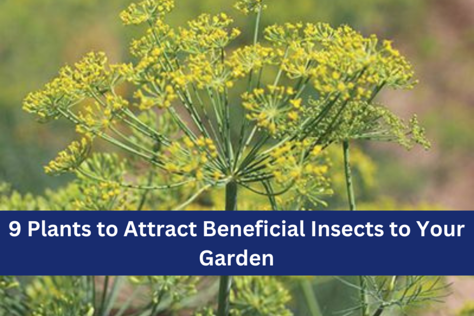 9 Plants to Attract Beneficial Insects to Your Garden