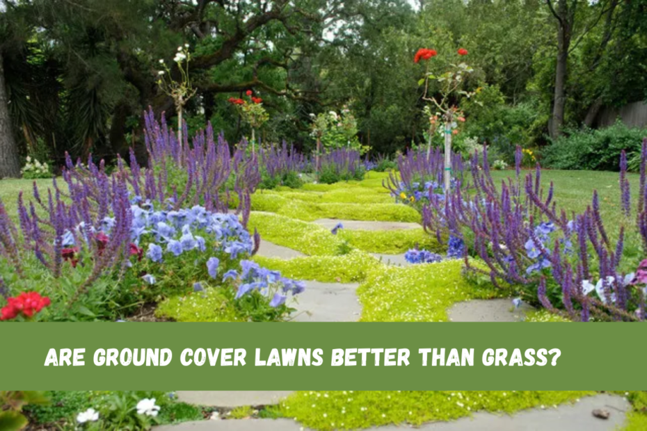 Are Ground Cover Lawns Better Than Grass