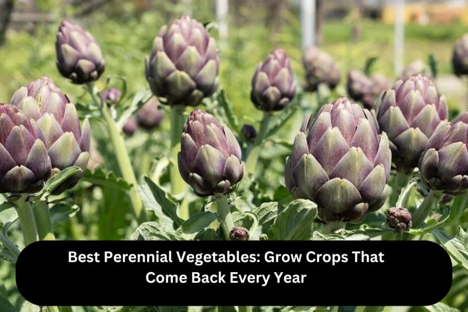 Best Perennial Vegetables: Grow Crops That Come Back Every Year