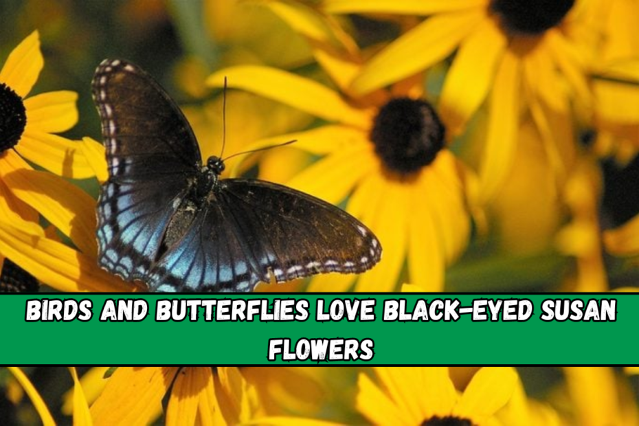 Birds and Butterflies Love Black-Eyed Susan Flowers