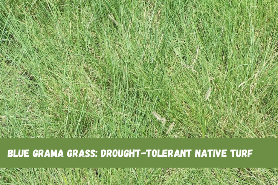 Blue Grama Grass Drought-Tolerant Native Turf