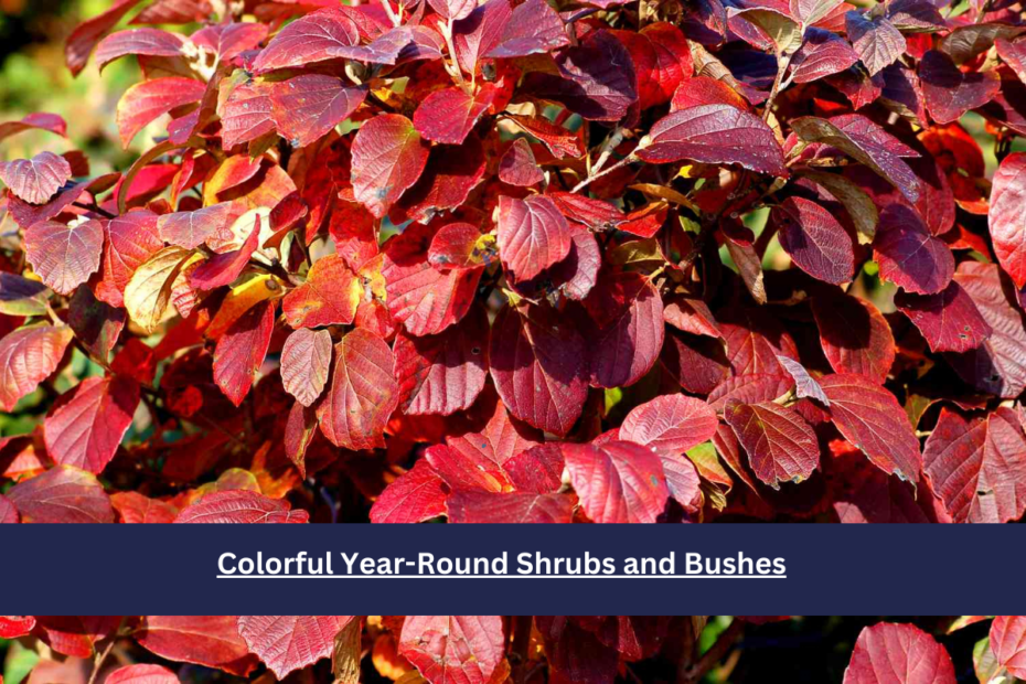 Colorful Year-Round Shrubs and Bushes