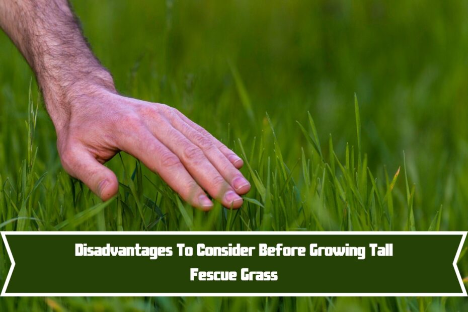 Disadvantages To Consider Before Growing Tall Fescue Grass