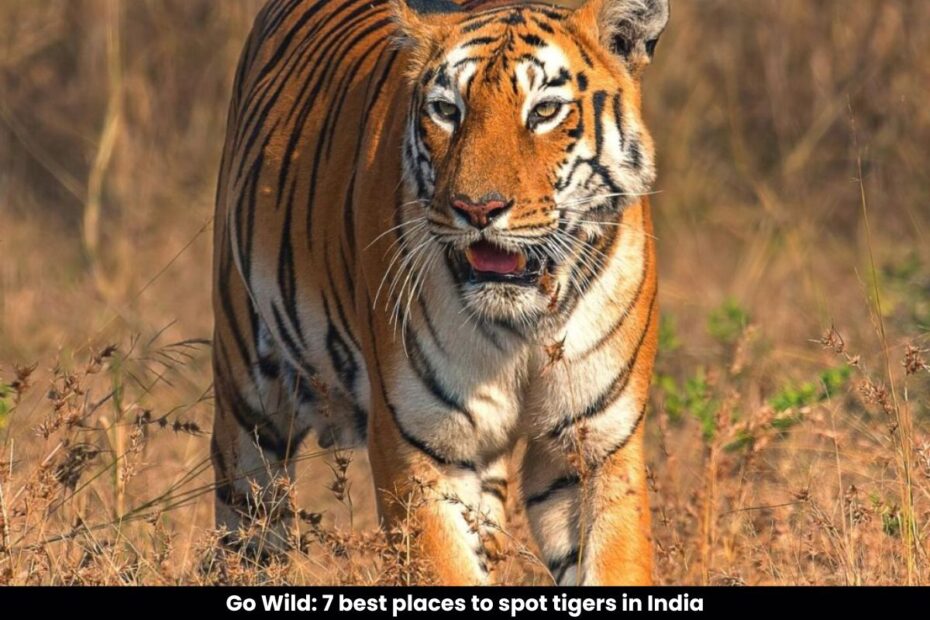 Go Wild 7 best places to spot tigers in India