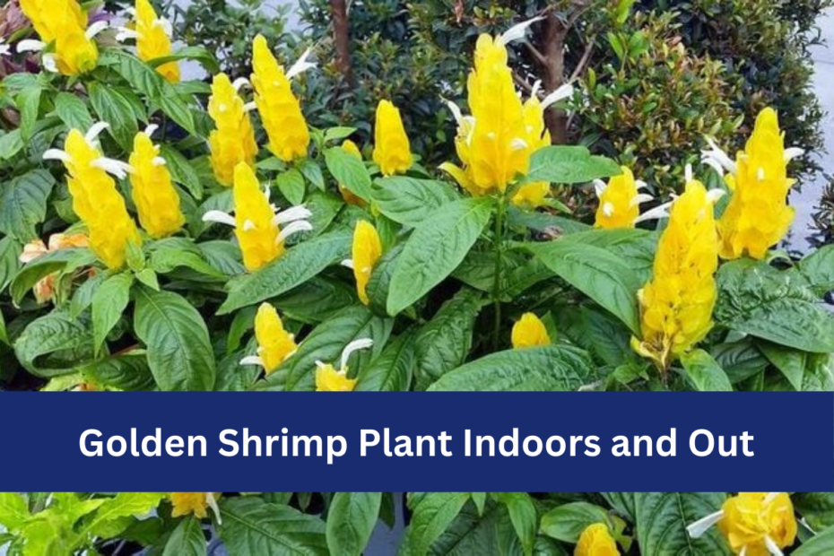 Golden Shrimp Plant Indoors and Out