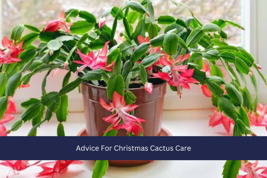 Advice For Christmas Cactus Care