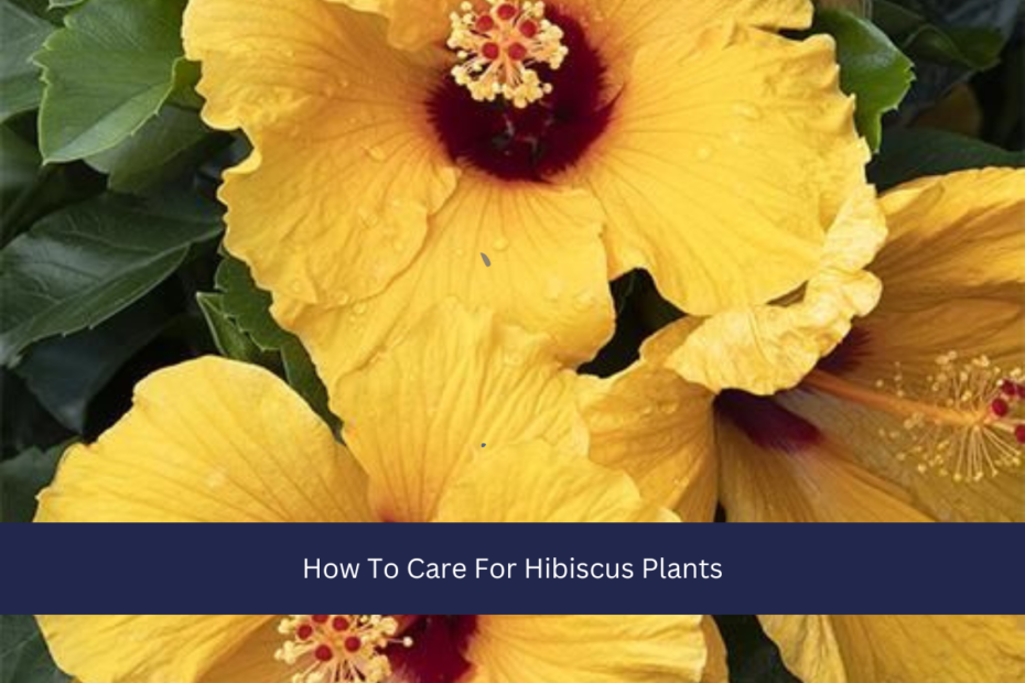 Caring for hibiscus plants involves understanding their needs and providing the right conditions for them to flourish. These plants are known for their stunning, large flowers and can be grown both indoors and outdoors, depending on your climate. Here’s a comprehensive guide to keeping your hibiscus healthy and blooming beautifully: ### **Light** Hibiscus plants thrive in bright, direct light. If grown outdoors, they prefer a location where they can receive at least 6 hours of sunlight per day. For indoor hibiscus, place the plant near a south or west-facing window where it can soak up plenty of light. If natural light is limited, consider using grow lights to supplement. Hibiscus plants that do not receive enough light may become leggy and produce fewer blooms. ### **Temperature** Hibiscus plants prefer warm temperatures. They grow best in a range of 60 to 80 degrees Fahrenheit (15 to 27 degrees Celsius). Protect them from cold temperatures, as they can be sensitive to frost and sudden temperature drops. Outdoor hibiscus should be planted after the last frost date in your area and may need protection during winter months in cooler climates. Indoor hibiscus should be kept away from drafts and heating vents, which can cause temperature fluctuations. ### **Watering** Proper watering is essential for hibiscus health. These plants prefer consistently moist soil but do not like to be waterlogged. Water the plant when the top inch of soil feels dry to the touch. Ensure that the pot or garden bed has good drainage to prevent root rot. When watering, do so thoroughly until excess water starts to drain from the bottom of the pot. During the hotter months, outdoor hibiscus may need more frequent watering, while indoor plants may need less. ### **Humidity** Hibiscus plants thrive in moderate to high humidity. If you live in a dry climate or during winter months when indoor air can be dry, increase humidity around the plant. You can do this by using a humidifier, placing the pot on a humidity tray filled with water and pebbles, or grouping plants together. Regular misting can also help, but avoid getting the leaves too wet as this can lead to fungal issues. ### **Soil** Hibiscus plants prefer well-draining soil that is rich in organic matter. A mix that includes compost, peat moss, and perlite or sand works well. For container-grown hibiscus, use a high-quality potting mix designed for flowering plants. If planting in the ground, amend the soil with compost to improve drainage and fertility. Hibiscus plants do not like heavy clay or compacted soil, which can lead to root problems. ### **Fertilizing** To encourage healthy growth and abundant blooming, feed your hibiscus plants regularly. Use a balanced, water-soluble fertilizer with equal parts nitrogen, phosphorus, and potassium (e.g., 10-10-10). During the growing season, typically spring through early fall, fertilize every 4-6 weeks. Reduce feeding in late fall and winter when the plant’s growth slows down. Over-fertilizing can lead to excessive foliage growth at the expense of flowers, so follow the recommended dosage on the fertilizer package. ### **Pruning and Maintenance** Pruning helps maintain the shape of the plant and promotes better flowering. For outdoor hibiscus, prune back dead or damaged branches in early spring before new growth begins. For indoor hibiscus, you can lightly prune throughout the year to control size and shape. Regularly remove spent blooms to encourage new flowers and prevent seed formation, which can deplete the plant’s energy. ### **Pests and Diseases** Hibiscus plants can be susceptible to pests like aphids, spider mites, and whiteflies. Check the leaves and stems regularly for signs of infestation. Insecticidal soap or neem oil can help control these pests. Fungal and bacterial diseases, such as leaf spots and root rot, can also affect hibiscus. Ensure good air circulation around the plant and avoid overhead watering to reduce the risk of fungal issues. Remove and dispose of any infected plant parts promptly. ### **Winter Care** For outdoor hibiscus in cooler climates, consider overwintering them by covering the base with mulch to protect the roots or moving container plants to a sheltered location. In indoor environments, ensure the plant continues to receive adequate light and maintain stable temperatures. Some hibiscus varieties may go through a period of dormancy during the winter, so reduce watering and avoid fertilizing until new growth resumes in the spring. How To Care For Hibiscus Plants