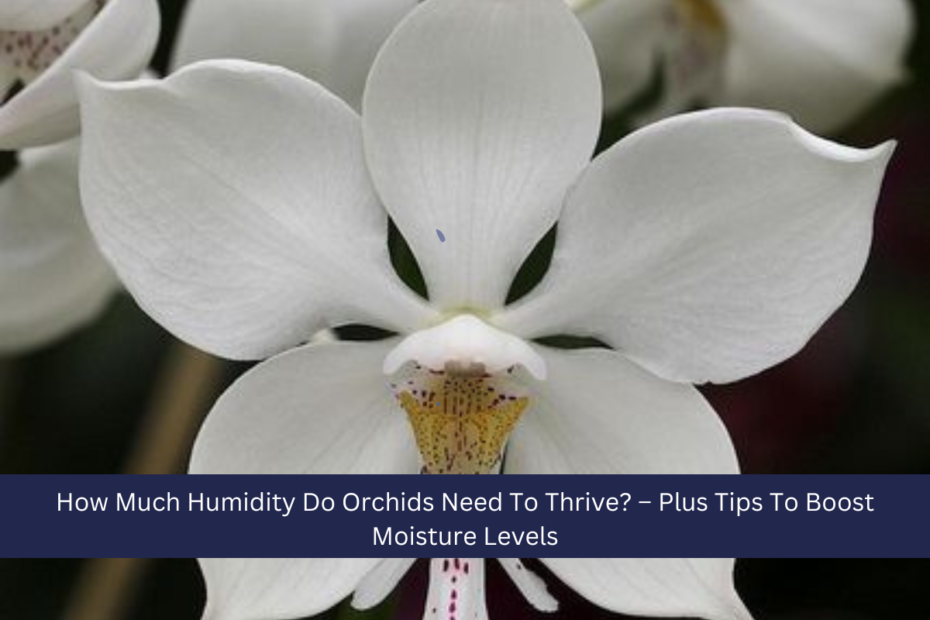 How Much Humidity Do Orchids Need To Thrive? – Plus Tips To Boost Moisture Levels