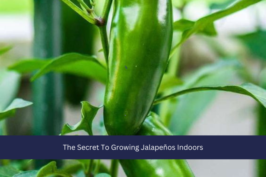 The Secret To Growing Jalapeños Indoors