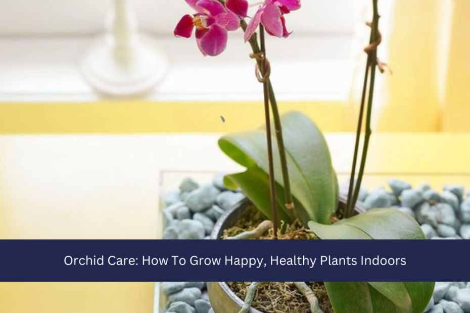 Orchid Care: How To Grow Happy, Healthy Plants Indoors