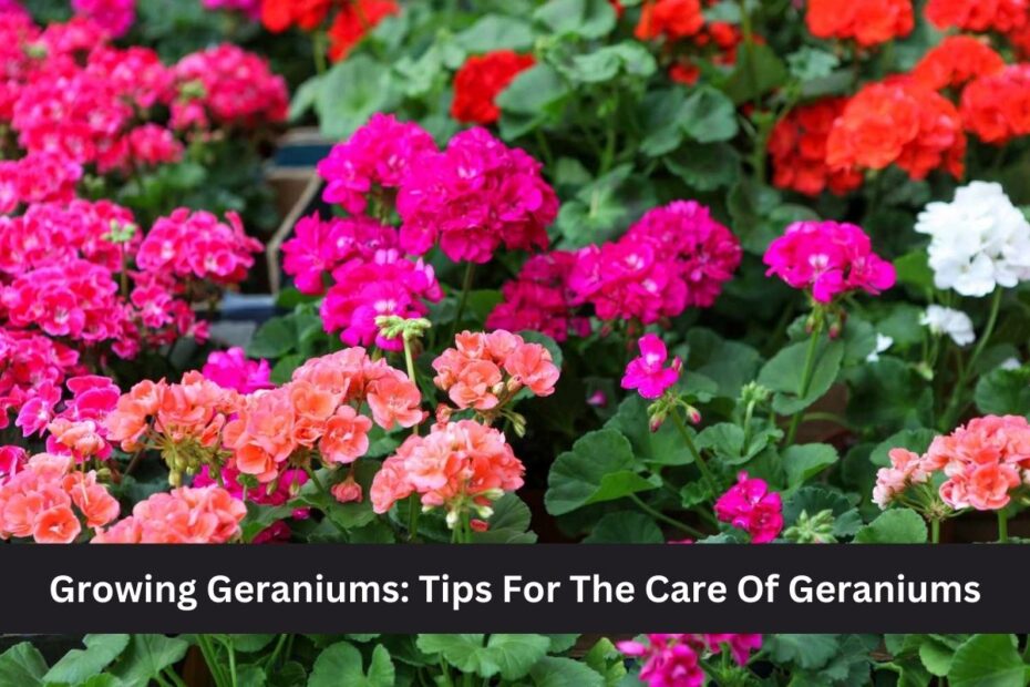 Growing Geraniums: Tips For The Care Of Geraniums