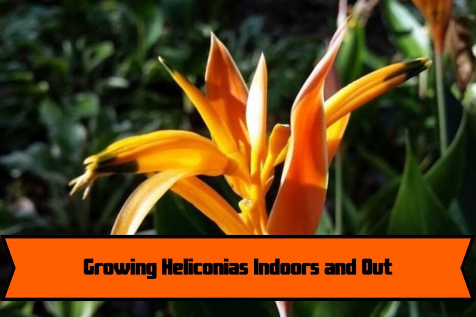 Growing Heliconias Indoors and Out