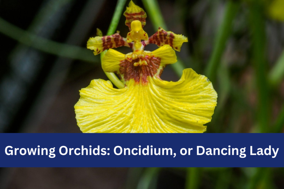 Growing Orchids: Oncidium, or Dancing Lady