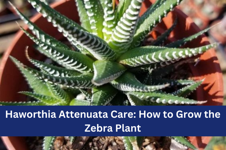 Haworthia Attenuata Care How to Grow the Zebra Plant