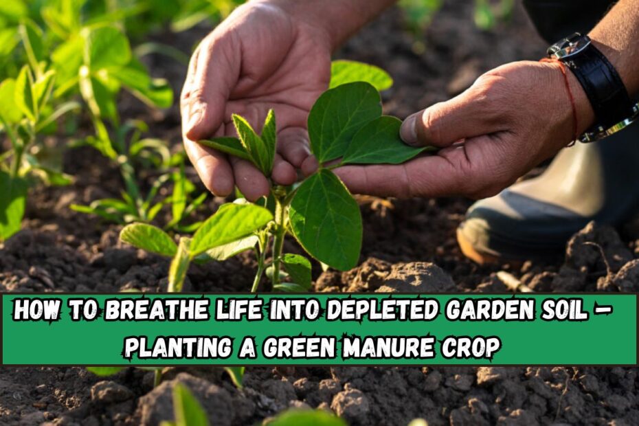 How To Breathe Life Into Depleted Garden Soil – Planting A Green Manure Crop