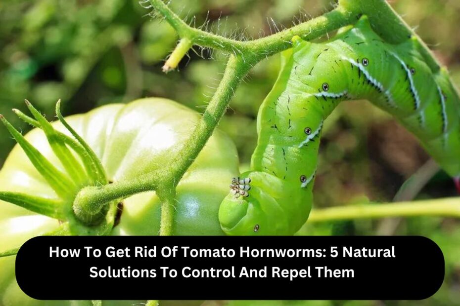 How To Get Rid Of Tomato Hornworms: 5 Natural Solutions To Control And Repel Them