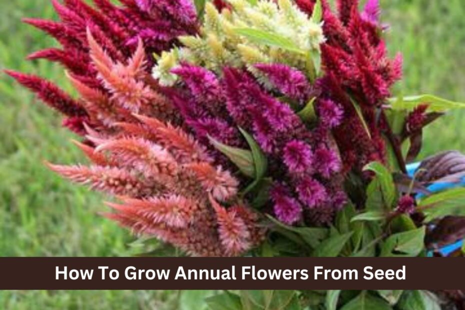 How To Grow Annual Flowers From Seed