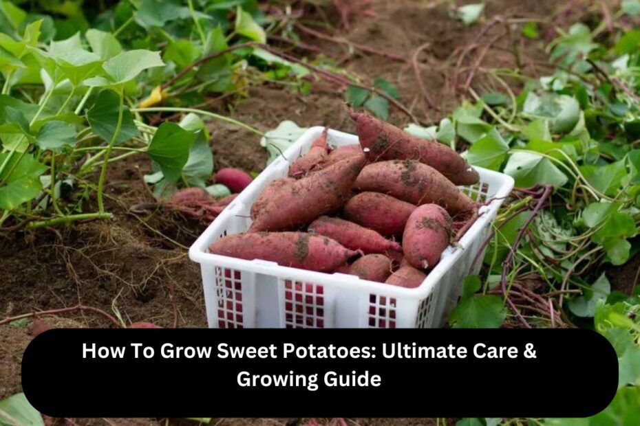 How To Grow Sweet Potatoes: Ultimate Care & Growing Guide