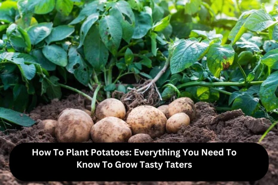 How To Plant Potatoes Everything You Need To Know To Grow Tasty Taters