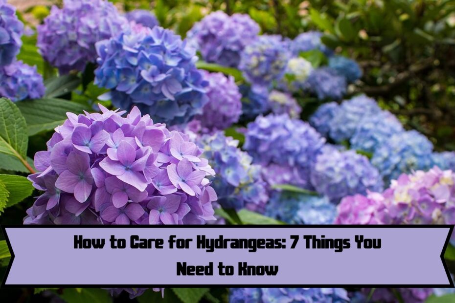 How to Care for Hydrangeas: 7 Things You Need to Know