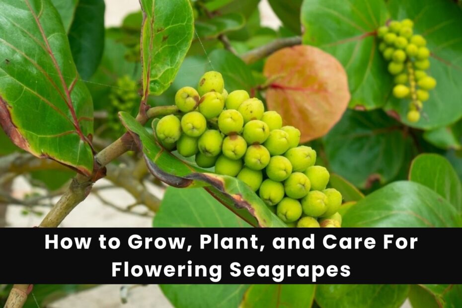 How to Grow, Plant, and Care For Flowering Seagrapes