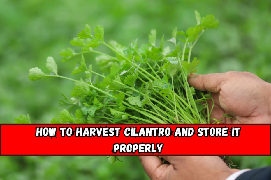 How to Harvest Cilantro and Store It Properly