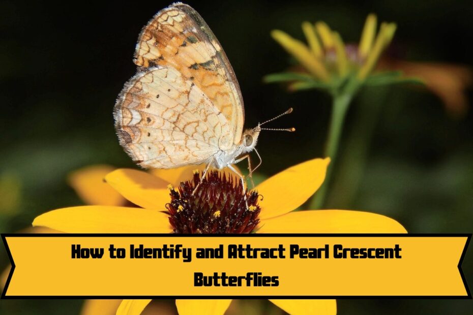 How to Identify and Attract Pearl Crescent Butterflies