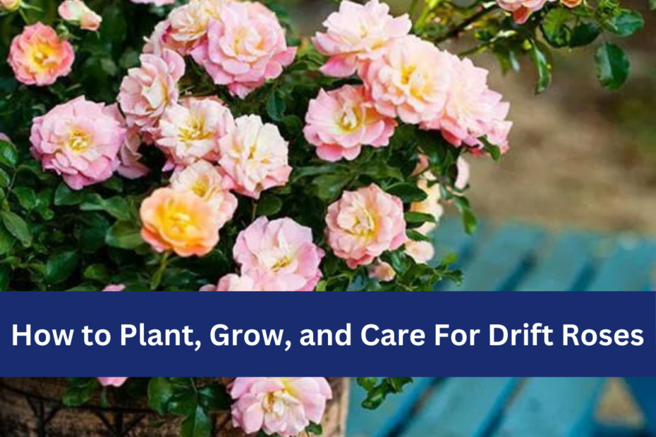 How to Plant, Grow, and Care For Drift Roses