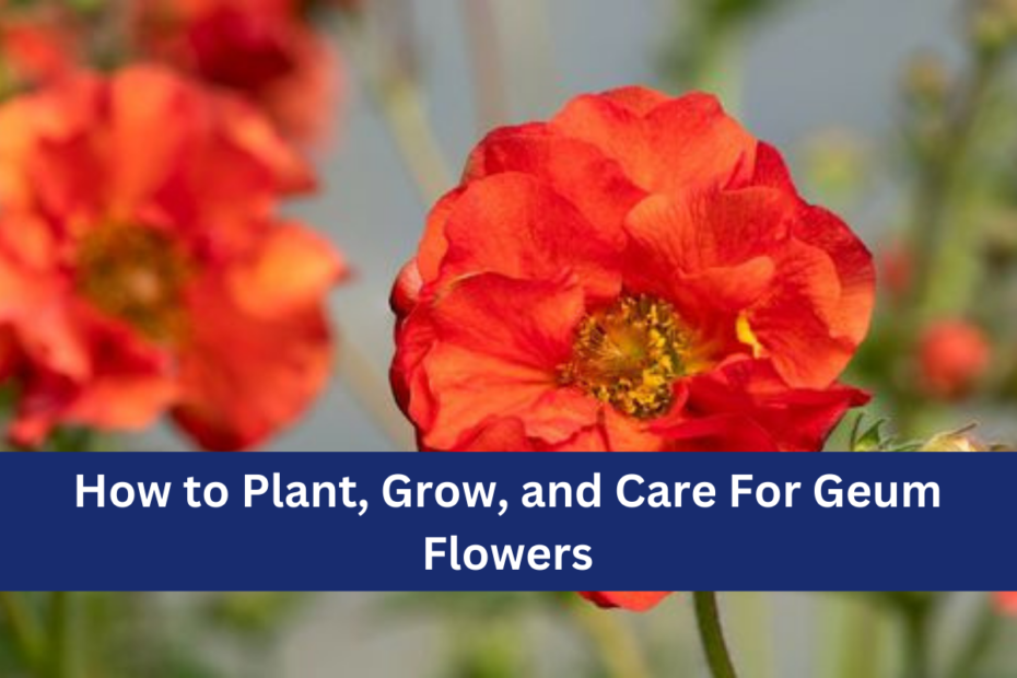 How to Plant, Grow, and Care For Geum Flowers