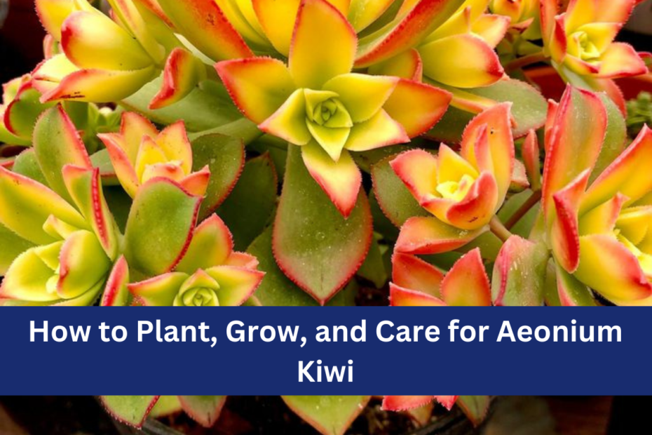 How to Plant, Grow, and Care for Aeonium Kiwi