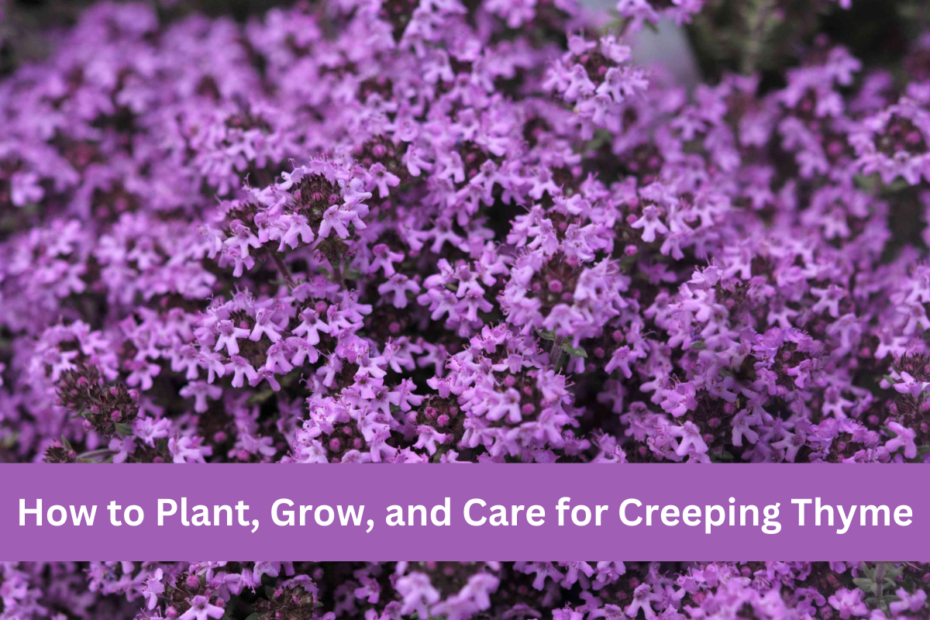 How to Plant, Grow, and Care for Creeping Thyme